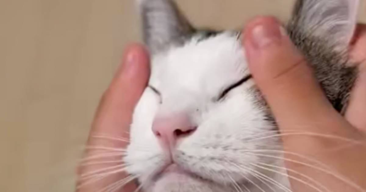 猫の顔をマッサージしていると、『手』が…あまりにも可愛すぎる『変化』に「何回も見てしまったw」「声出して笑った」と14万表示の反響