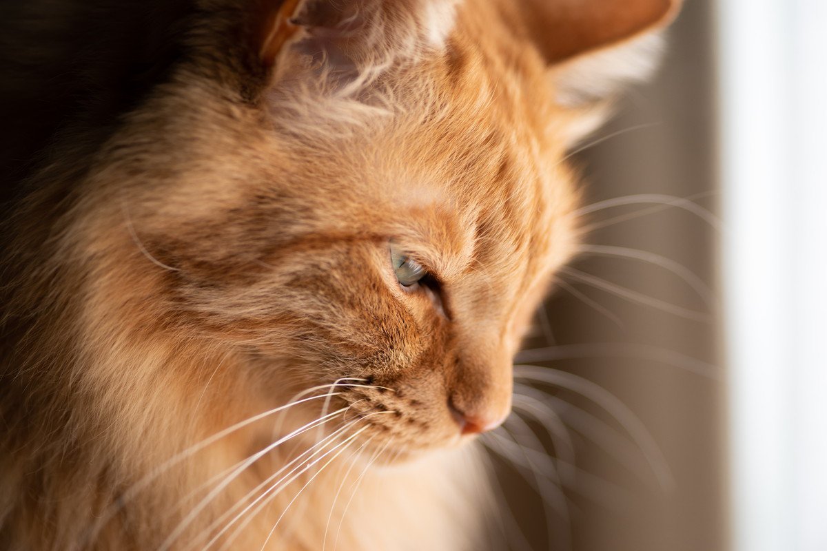 猫がなんだか『悲しそうに鳴いている』ときの3つの心理　本当に悲しい気持ちになっている？