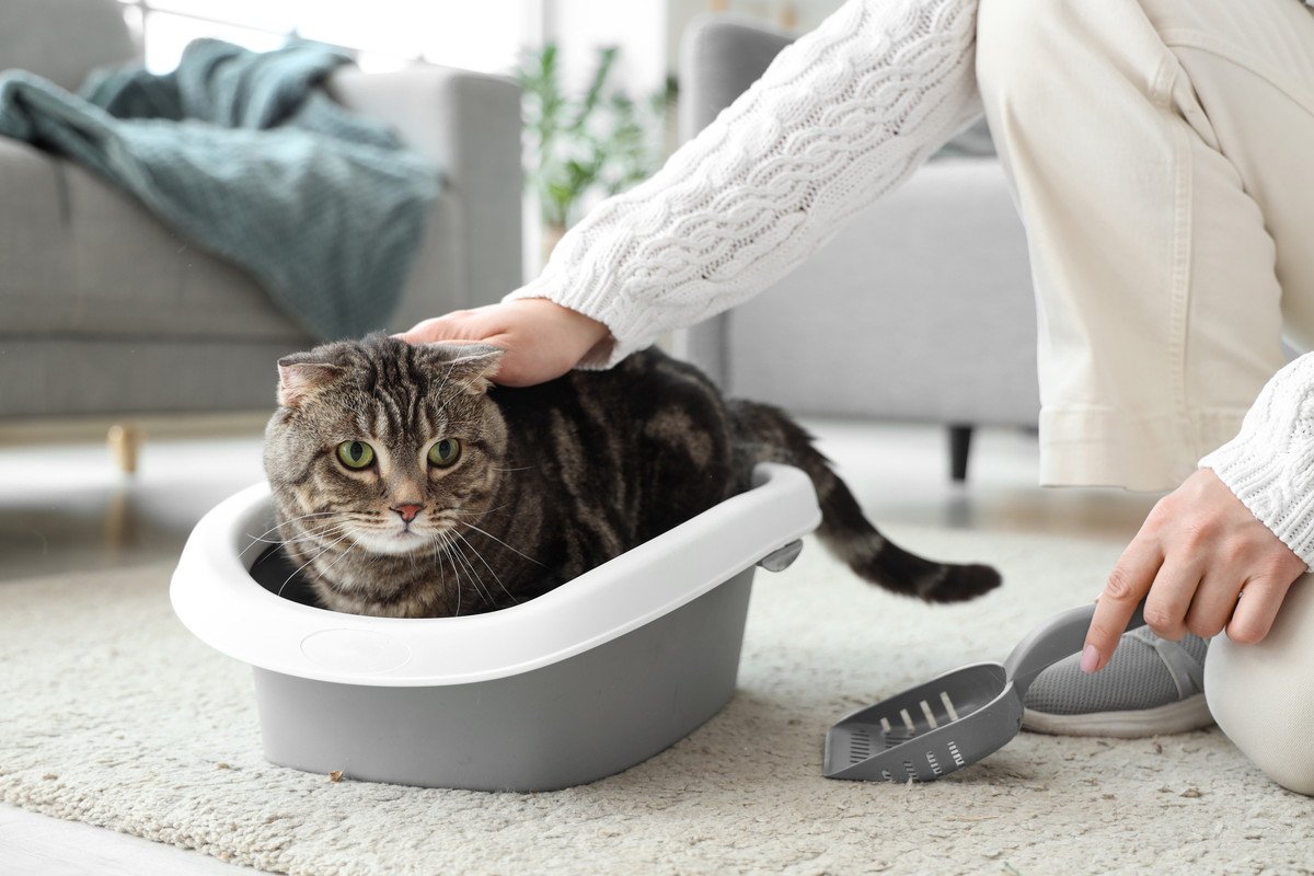 猫の『トイレの失敗』は怒らないで！粗相の陰に潜む4つの病気・トラブル