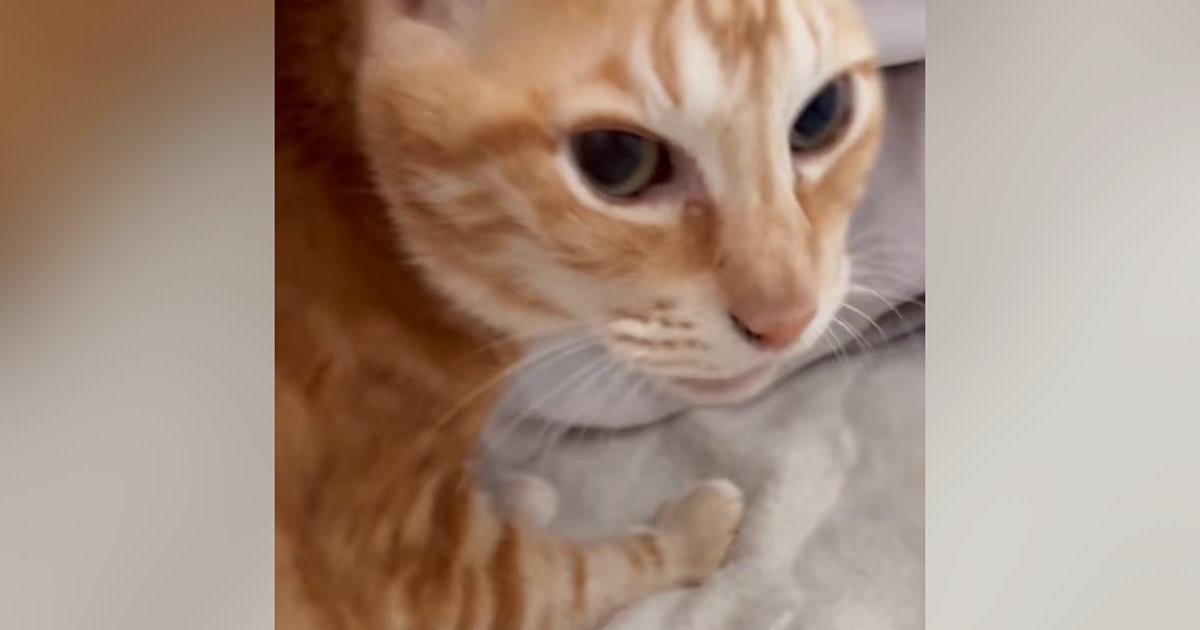 1か月ぶりに帰ってきたお姉ちゃん→久しぶりに会った『猫』に声をかけた結果…まさかの光景が26万再生「猫さんらしいｗ」「可愛すぎｗ」