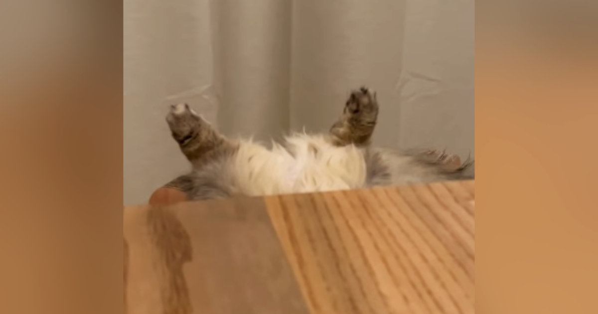 テーブルの陰から『足だけ出ていた猫』→近づいてみたら…凄すぎる『寝相』に「疲れが吹っ飛んだｗ」「首大丈夫かなｗ」と笑ってしまう人が続出