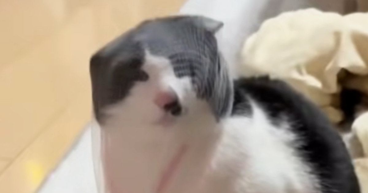 爪切りの途中、頭にネットを被ったまま『逃走した猫』…爆笑必至の『情けない姿』が45万再生「見ないでｗｗ」「笑いすぎて涙出てきた」