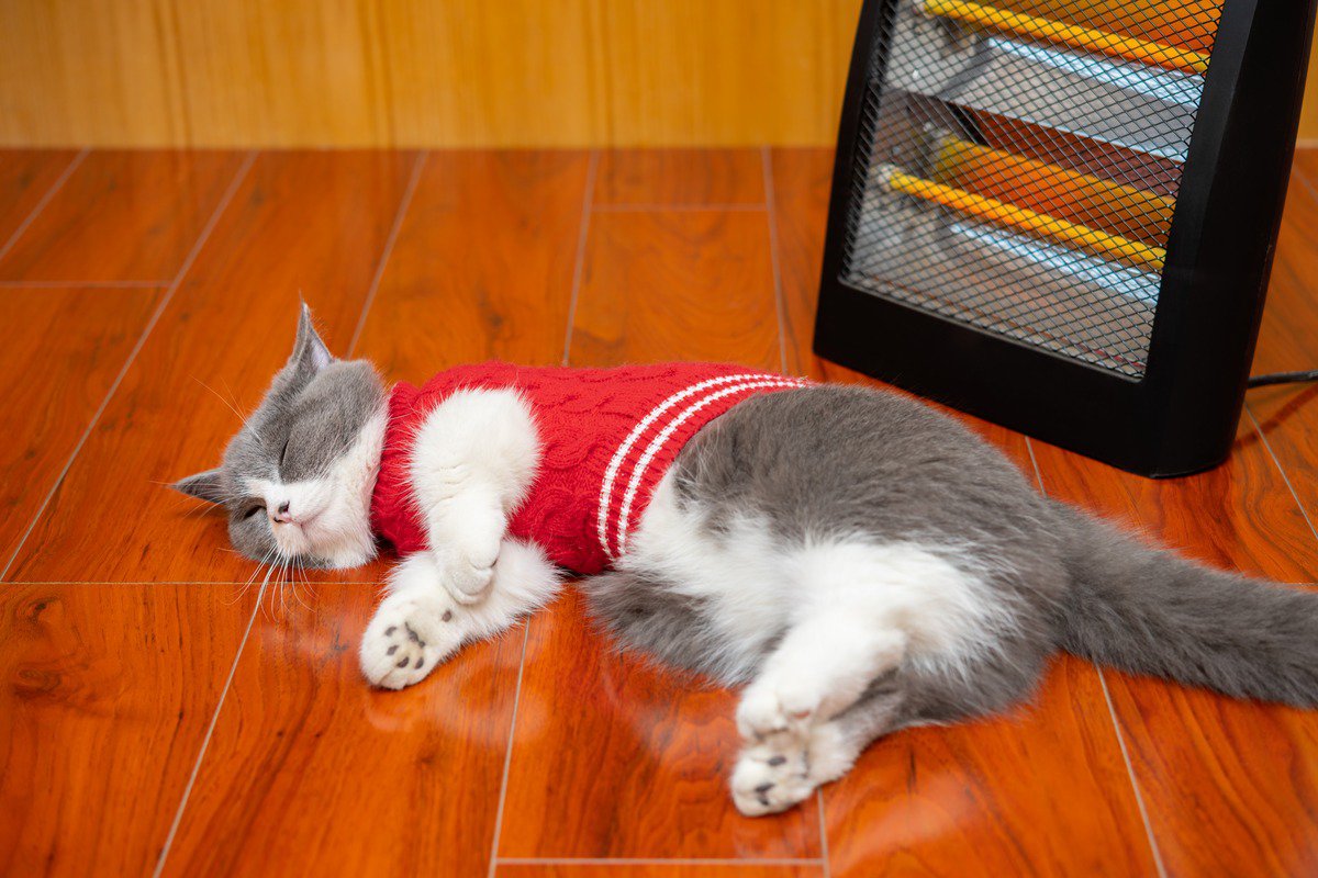 猫の行動が『火災』を引き起こす3つのケース　すぐに確認すべきポイントや安全対策の方法