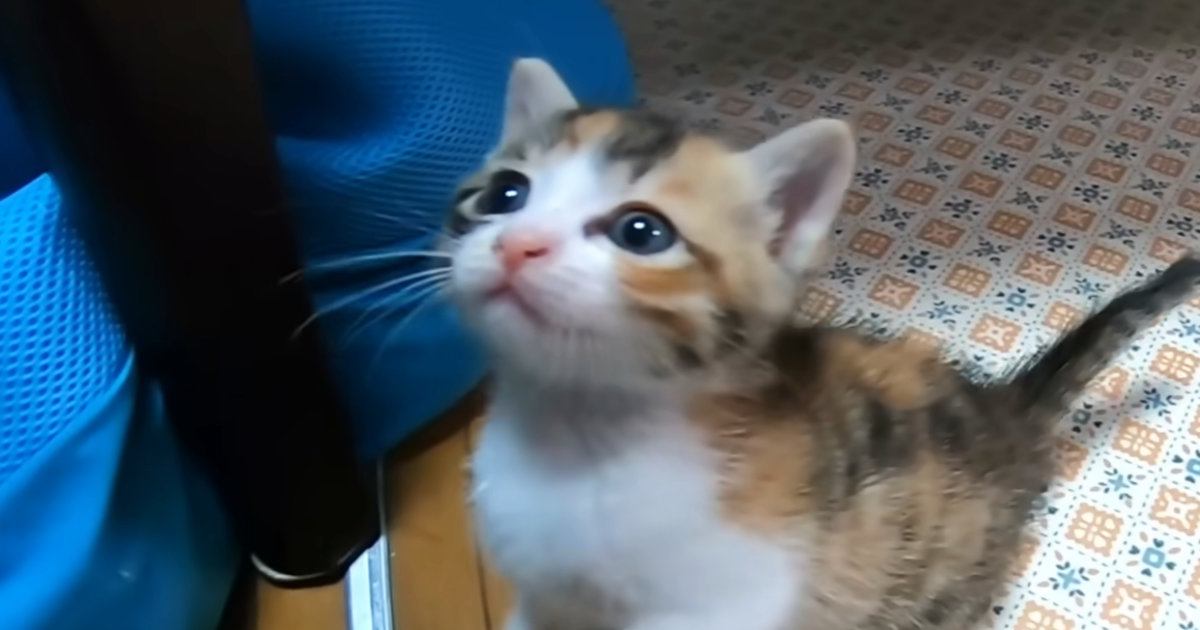 悲しげな表情をうかべる子猫に手を差し伸べてみたら…『胸がぎゅっとなる光景』が375万再生「なんて尊いんや」「可愛さが限界突破してる」