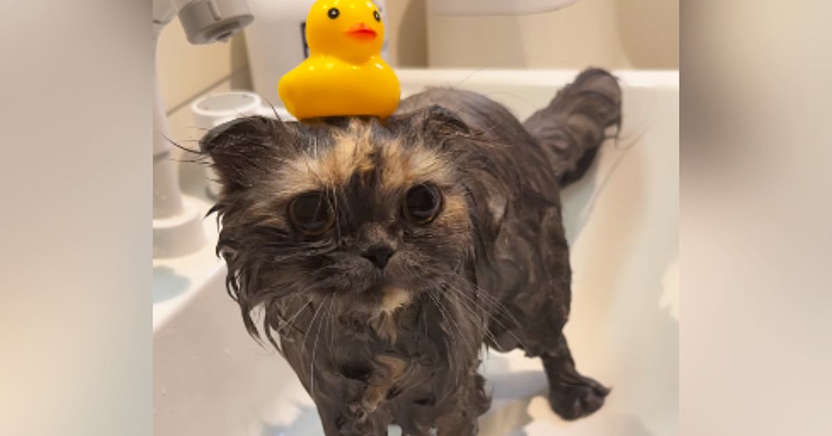 シャンプーされる猫→信じられないほど大人しくて…猫とは思えない『驚きの光景』が239万再生「すごいお利口さん」「ラッコかと思った」