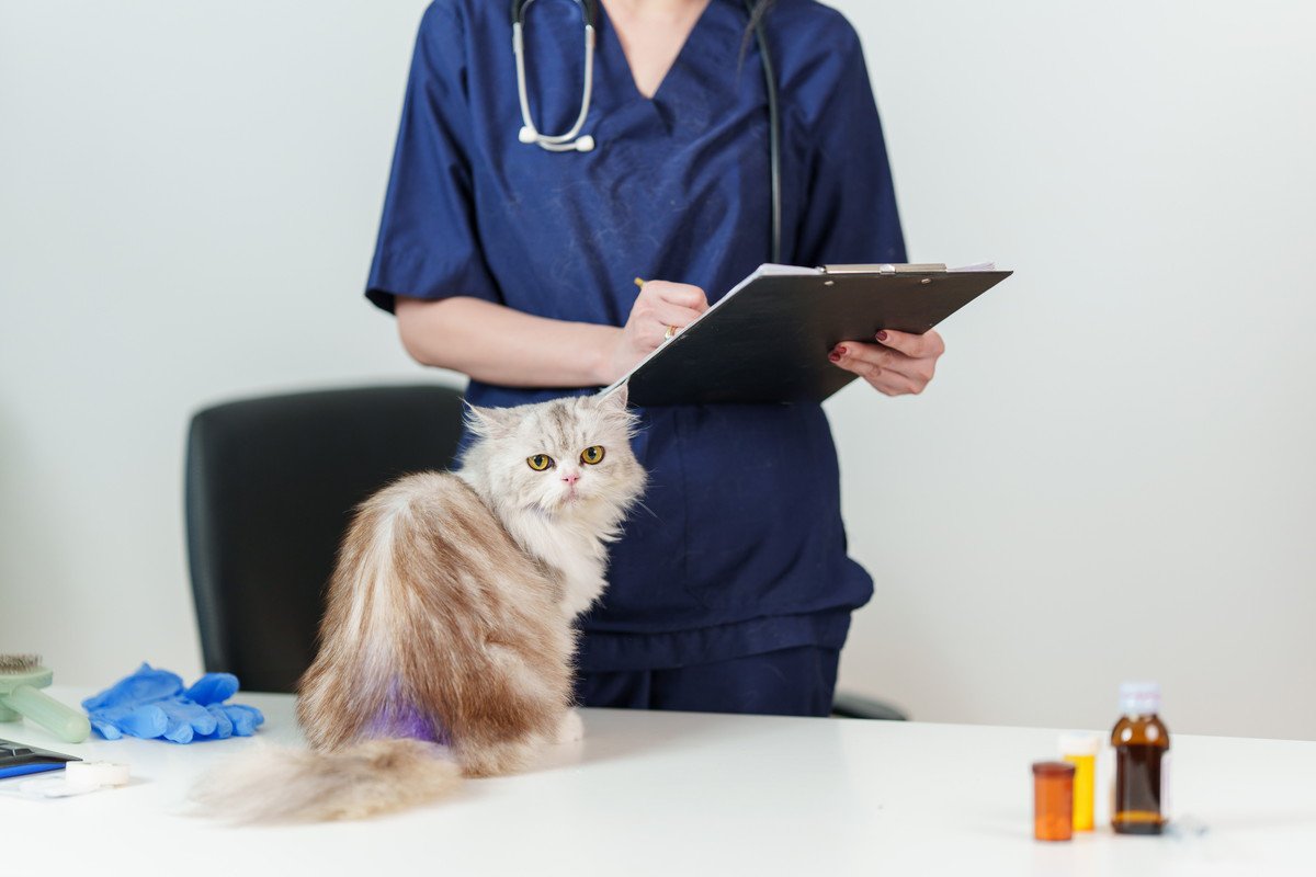 猫がかかる『多発性嚢胞腎』ってどんな病気？見逃せない症状から遺伝との関係性まで解説