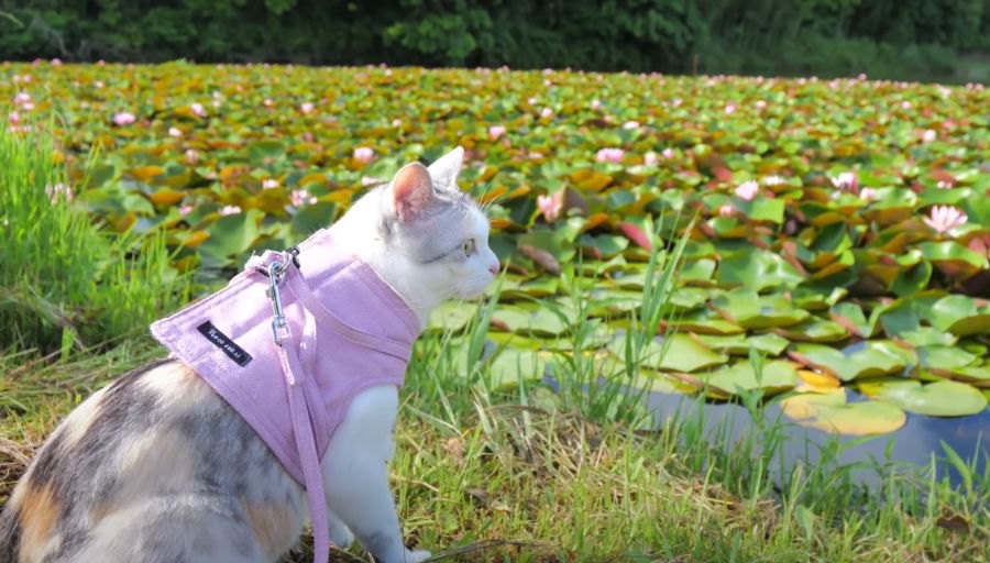 どこから聞こえる？ウシガエルを探す猫ちゃん