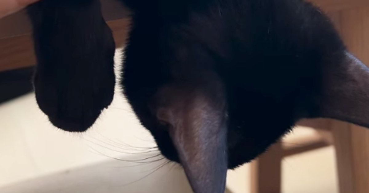 お昼寝中の子猫→何をしても全然起きなくて…心配になるほどの『熟睡っぷり』に「ぐっすり寝すぎｗ」「電池交換しないとｗ」と69万再生