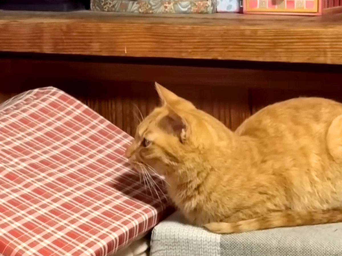 パパがチャンネルを変えると不満そうな猫→真剣に見ていたのは…『まさかのモノにハマっている姿』に「表情可愛すぎ」「言葉理解してるｗ」