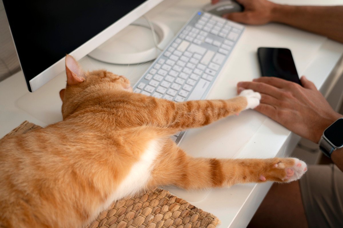飼い主が愛猫から受けがちな『ネコハラ行為』4選　邪魔してくるのはなぜ？考えられる心理も