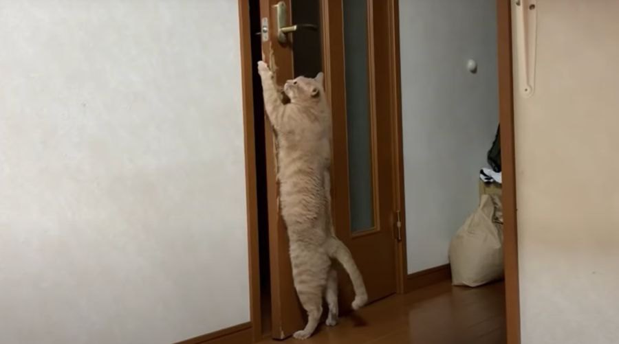 ドア開け名人を間近で見てきた猫ちゃん、いよいよ満を持して…？！