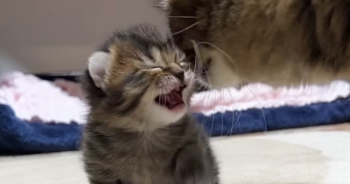 目が開いたばかりの『子猫』→ママを見つけると……尊すぎる『1か月間の記録』が178万再生「心臓が痛くなった」「口角が天井から帰らない」