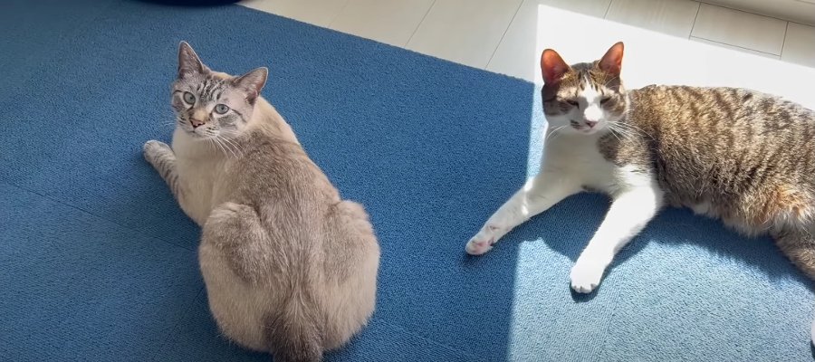 5年間の思い出いっぱい！猫ちゃんと共に住んだお家とお別れ