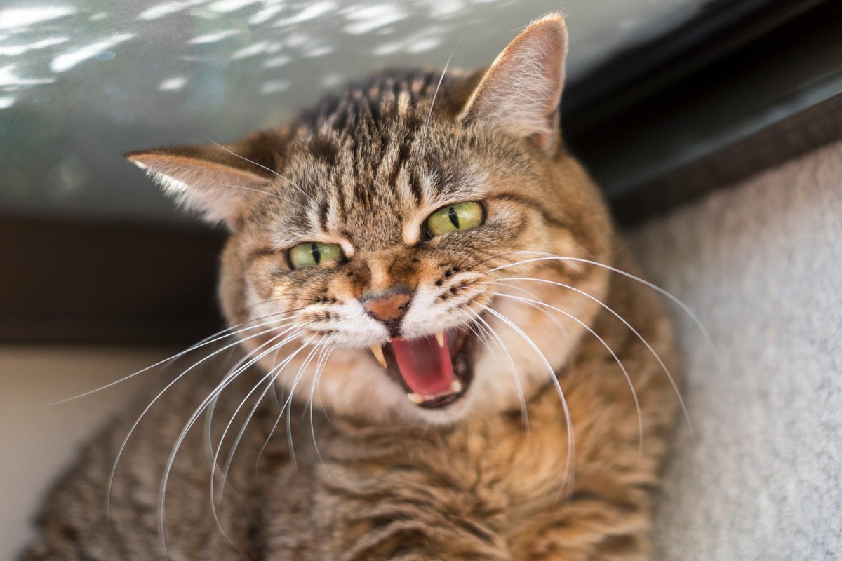 夏にぴったり？『猫にまつわる妖怪』3選　語り継がれる言い伝えや特徴をご紹介