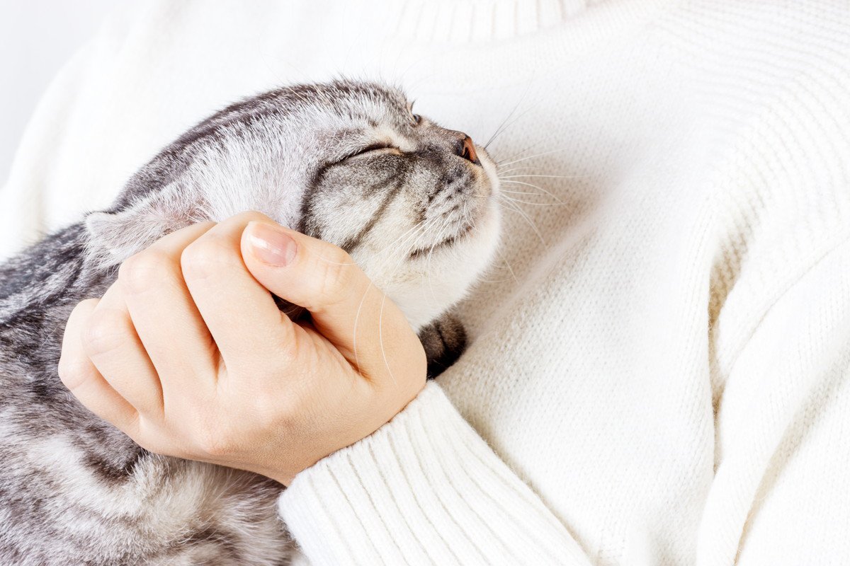 猫と『スキンシップをする前』に確認すべき3つのチェックポイント　タイミングは大丈夫？手はキレイ？