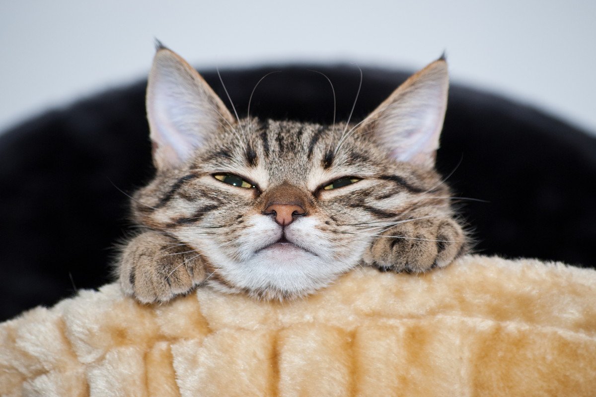 猫が『嫉妬』を感じている5つのサイン　ジェラシーを覚えるのはどんなとき？