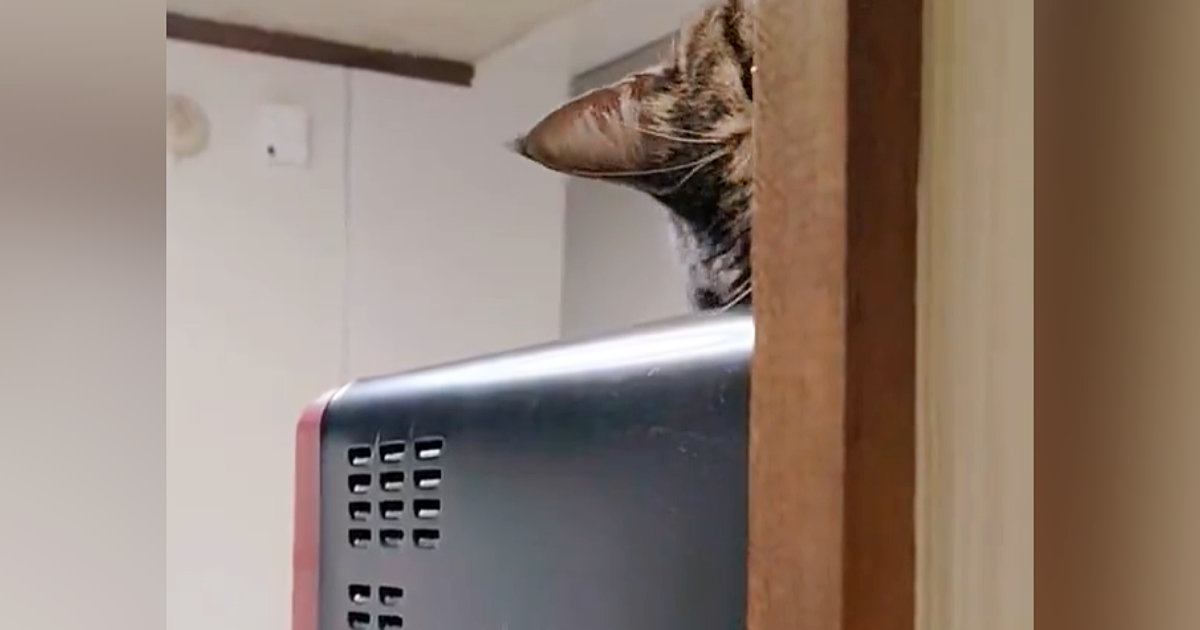 電子レンジの上にいた猫→ゆっくりと顔を出して…あまりにも『独特な動き』に「猫ちゃんだから可愛いｗ」「思わず笑っちゃった」と45万表示