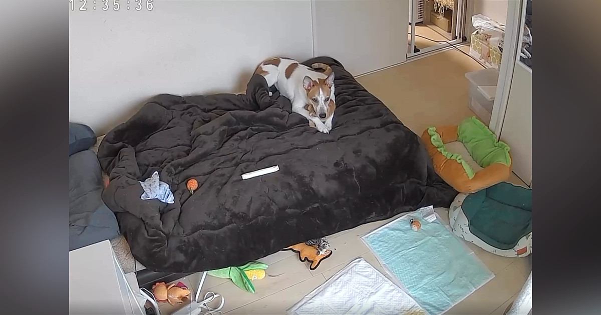 お留守番中の『犬と猫の様子』をカメラで確認した結果…尊すぎる『まさかの光景』に4万2000いいね「変な声出た」「癒しをありがとう」
