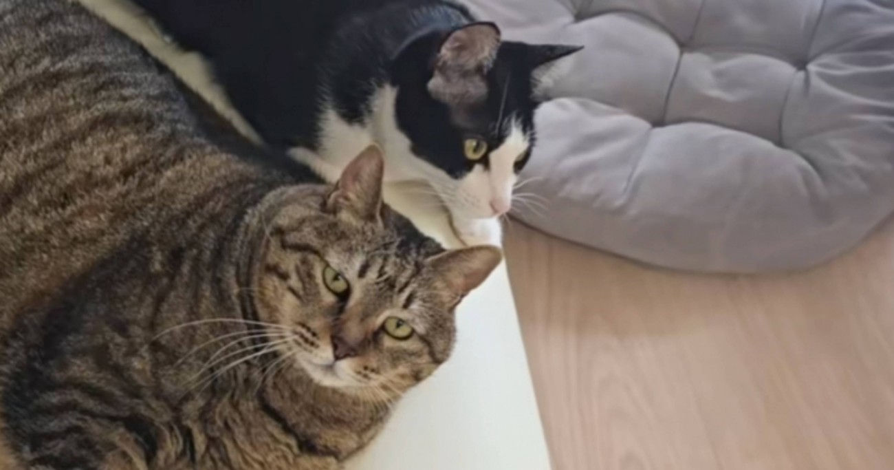 15歳と1歳の猫、『おもちゃへの反応の違い』を見てみたら…想像以上の『差』に爆笑する人が続出「貫禄あるｗ」「目に覇気がないの可愛い」