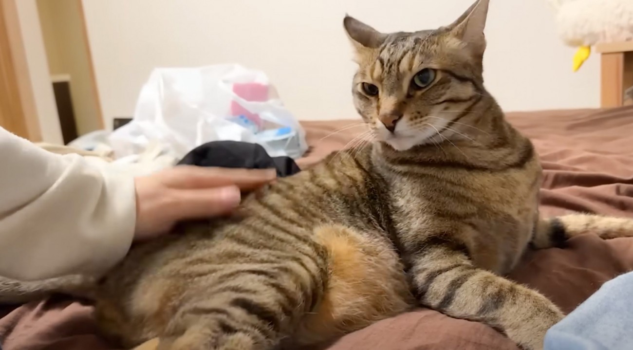 『撫で方のこだわりが強い猫』を雑に撫でた結果…"まさかの光景"に思わず爆笑する人が続出「様子がおかしいｗ」「許せないのかわいいｗ」