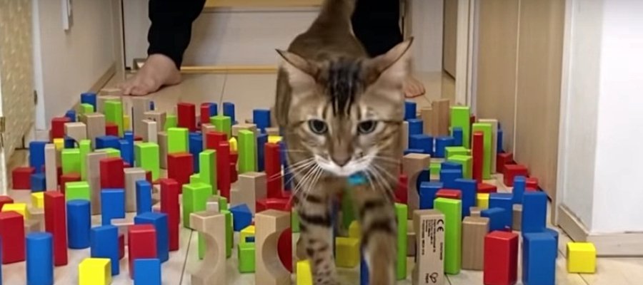 倒さずに突破できる？猫さんたちの積み木チャレンジ！