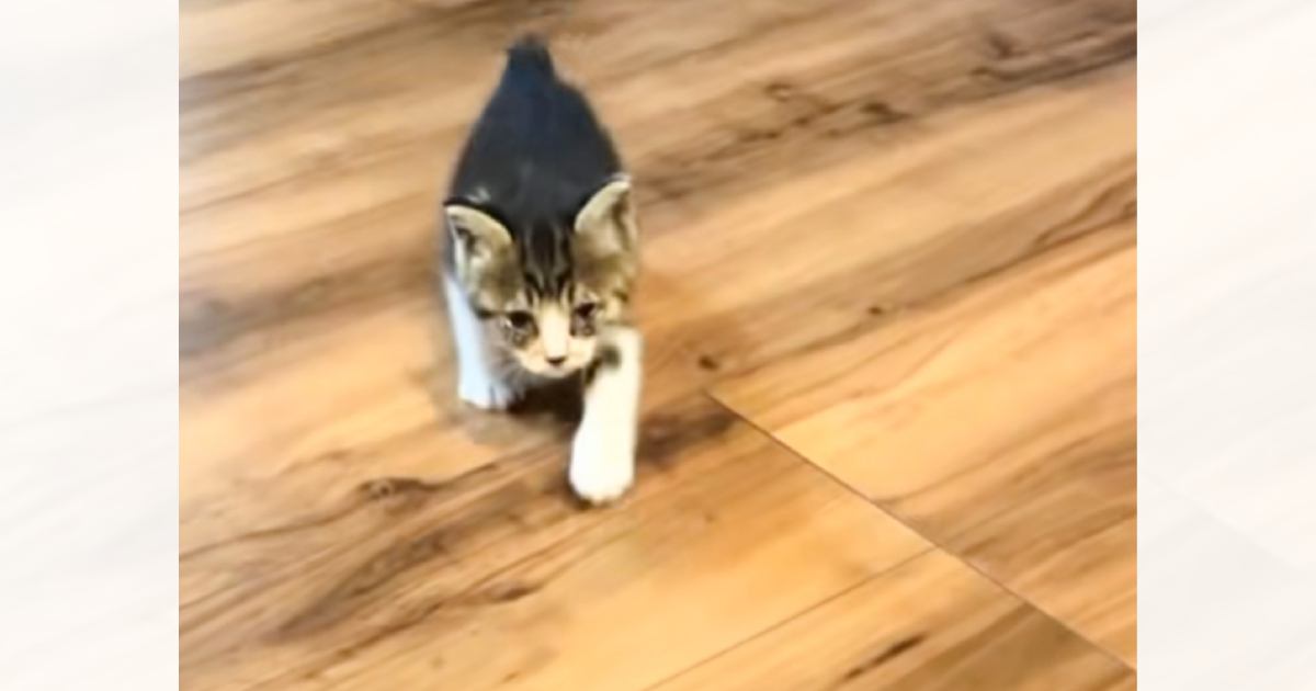 子猫の頃は呼ぶと走ってやってきてくれた猫→成長した結果…思わずニヤけるビフォーアフターが10万再生「反抗期の子どもｗ」「立派に育ったね」