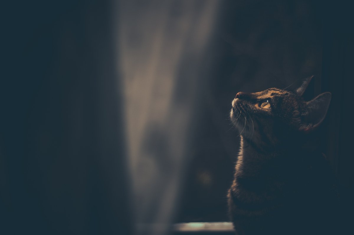 猫が『夜行性』だと勘違いされやすい理由4つ　実際の生活リズムや習性に関する知識