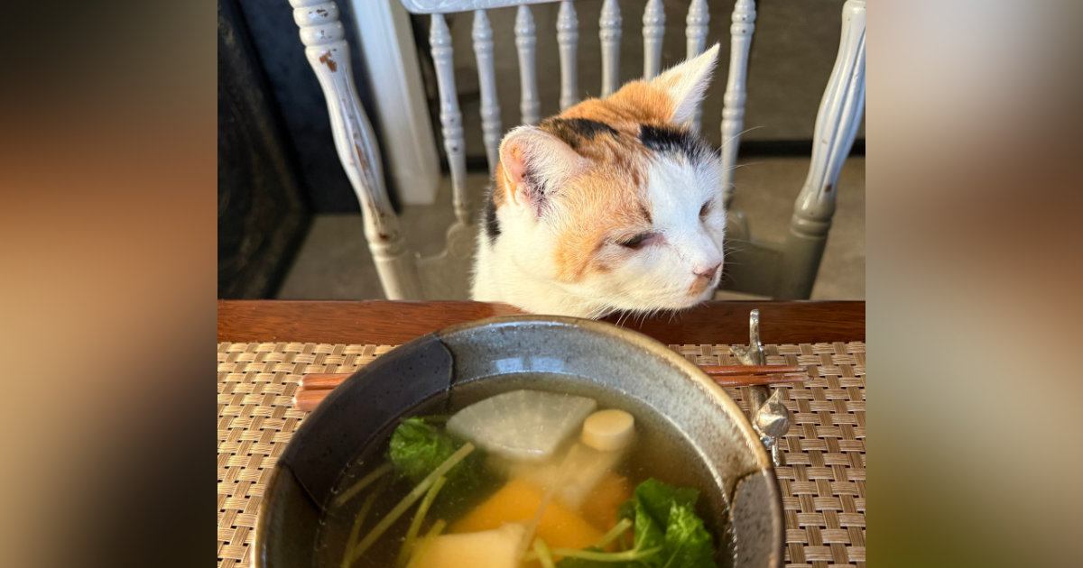 お雑煮を作るのに『猫のために茹でていた鶏肉』を拝借した結果…19歳の猫が見せた『まさかの反応』に「なんでもお見通しｗ」と１万いいね