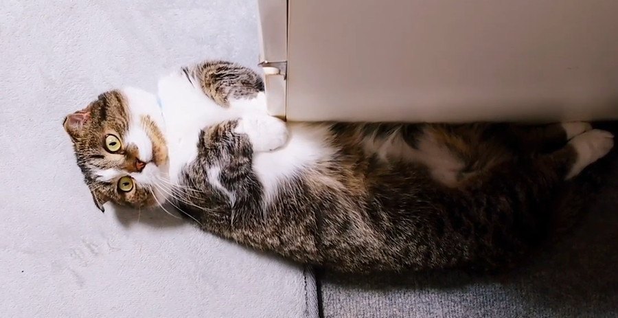 おもしろいものが見えるの？変わった場所で寝る猫さん