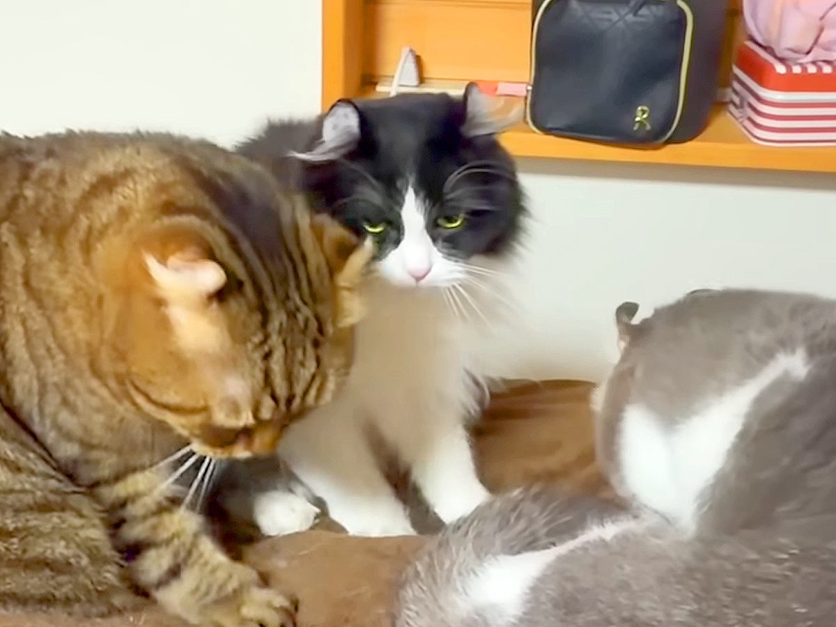 体調を崩し、寝込んだママ→５匹のネコが次々に…思わず感動するほどの『愛情表現』が13万再生「心配なんだね」「皆ほんとに優しいなぁ」