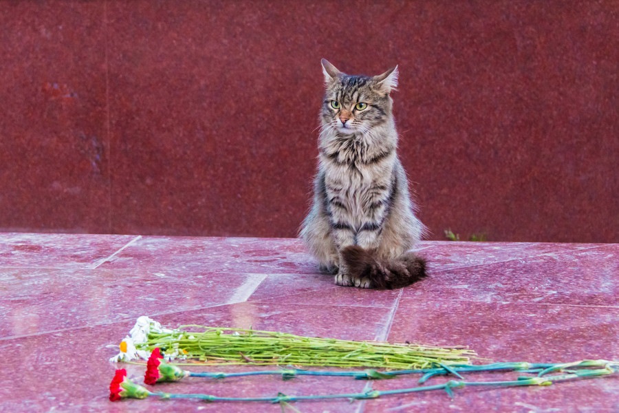 猫にカーネーションは危険？食べた時の対処法や注意点