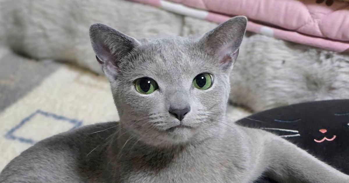 クッションにおててをついて『座っていた猫』…あまりにもカッコよすぎる『ポーズ』が話題「悩みあったら聞くよ」「ドヤ顔してるのもいい」