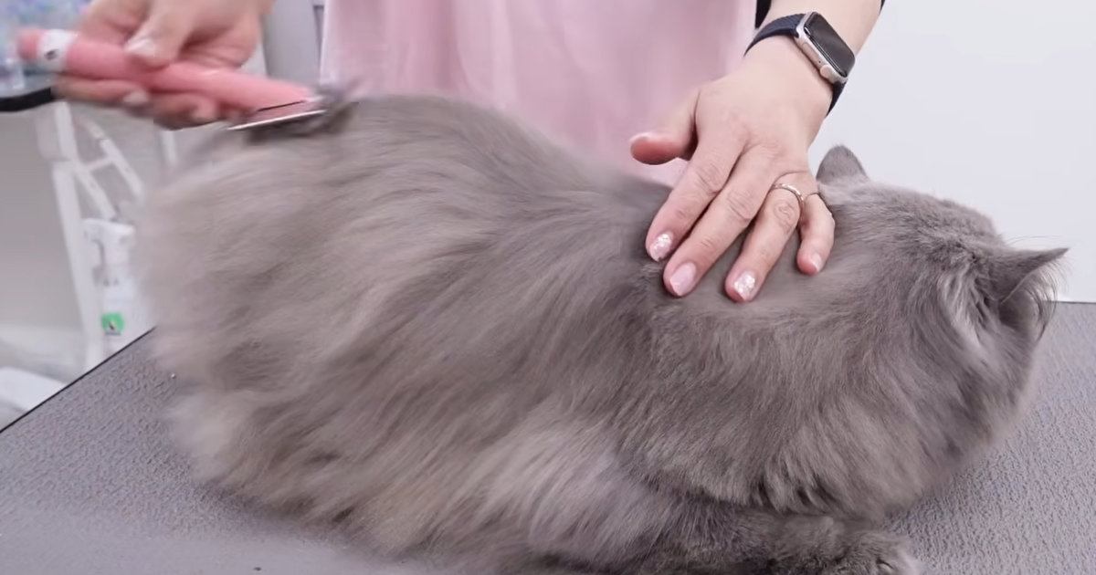 長毛猫をプロがシャンプーした結果→『毛の色』が変化して……『劇的なビフォーアフター』に「衝撃だね」「大人しくて可愛らしい」と反響
