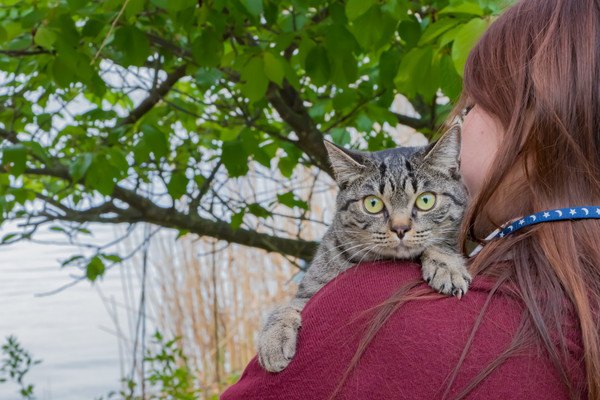 猫は抱っこが好き？嫌い？サインを理解してもっと仲良くなろう！