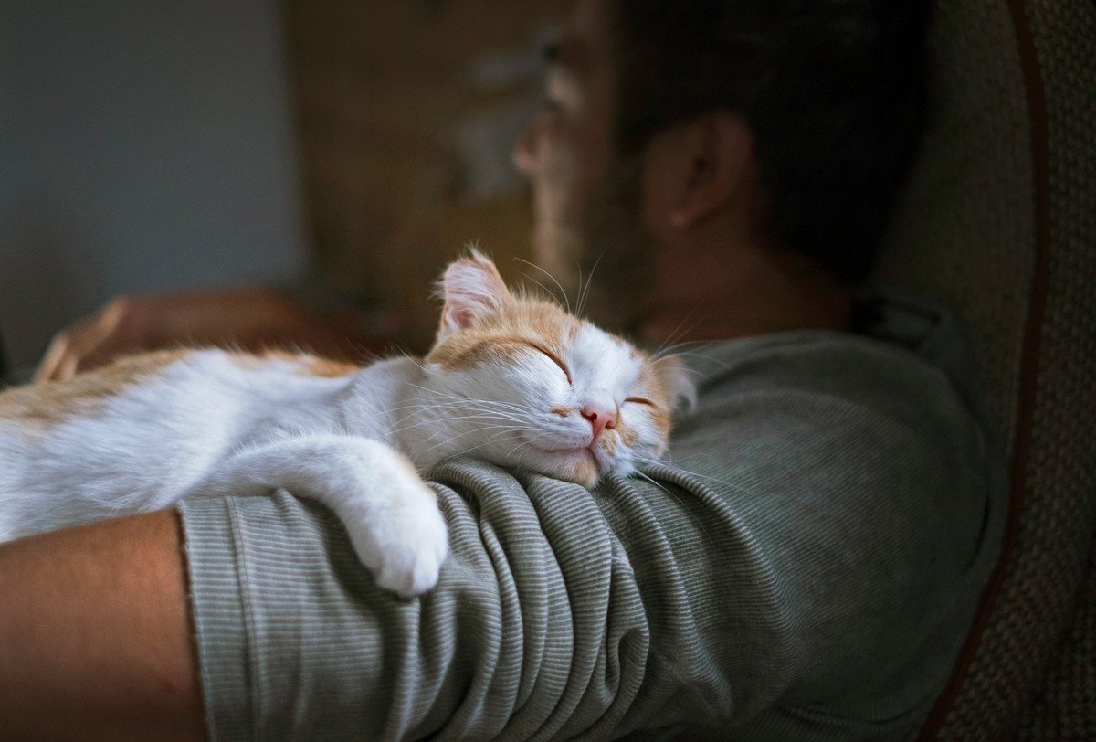  飼い主の「もしも」に備える、『猫』のための新しい保険「みらいの約束」