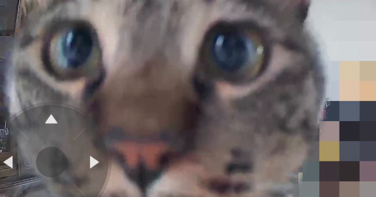 『ペットカメラに気付いた猫』→不思議そうに見つめて…可愛すぎる『表情』に13万いいね「首傾げててたまらん」「破壊力が高い」と悶絶の声