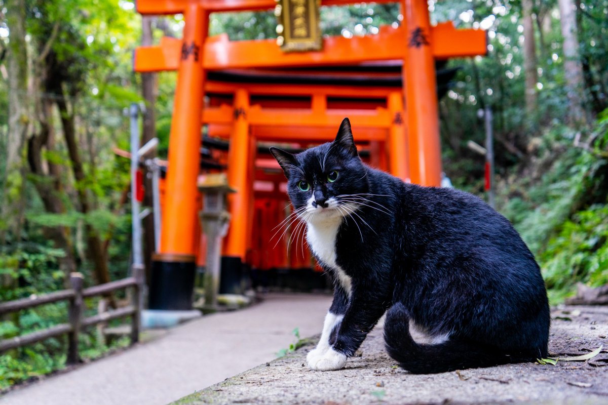 日本に伝わる『猫の神様』4選！崇められるようになった理由とは