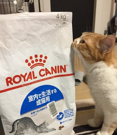 毛玉を吐いたり、咳き込んでしまう猫ちゃんにオススメ！ロイヤルカナン・インドア