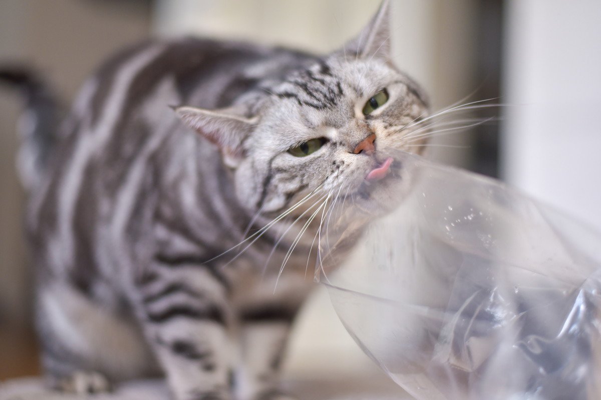 猫が『ビニール』をかじりたくなるのは、なぜ？考えられる4つの理由　やめさせたほうがいい理由も
