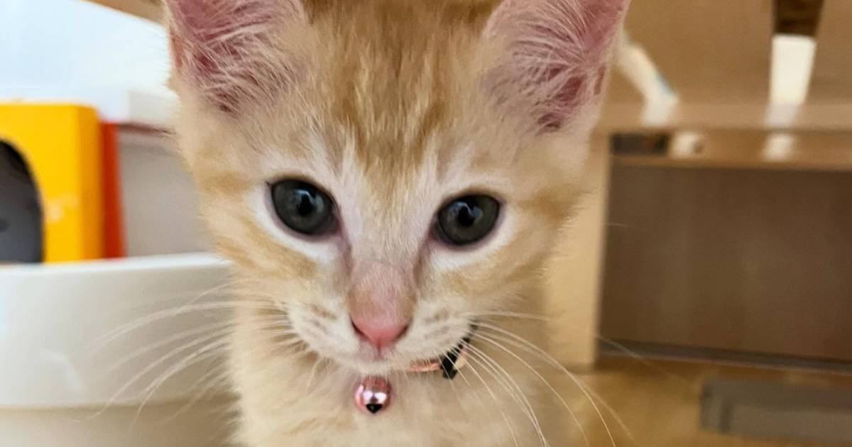 赤ちゃん猫を拾った飼い主さん→獣医に『大きくなるかも』と言われて…１年後の"驚きの変化"が話題「えーっ！？」「可愛すぎ」
