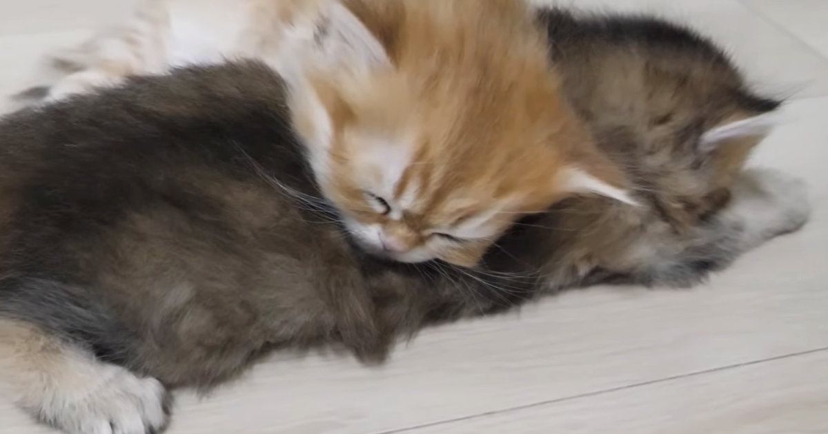 ぴったりとくっついて寝ていた『仲の良い2匹の子猫』→離れたかと思ったら…可愛すぎる光景に反響「ほっこりした」「なんて愛らしい」