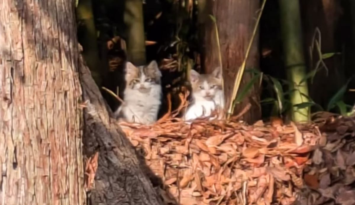 民家の裏山で"母猫が吐き出したフードを食べていた"子猫を保護…完全に想定外だった『驚きの結末』が８万再生「目頭が熱くなった」「愛だね」
