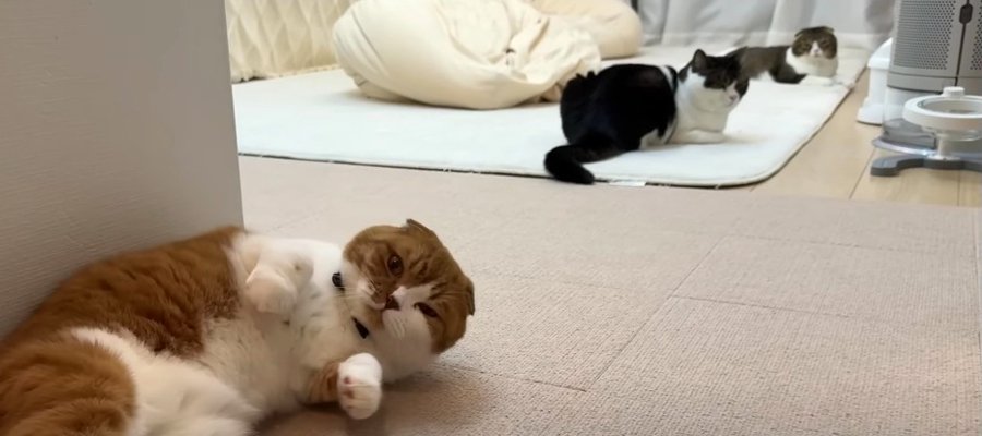 体力ありすぎーっ！預かり中の猫さんとたくさん遊んで大満足な猫くん