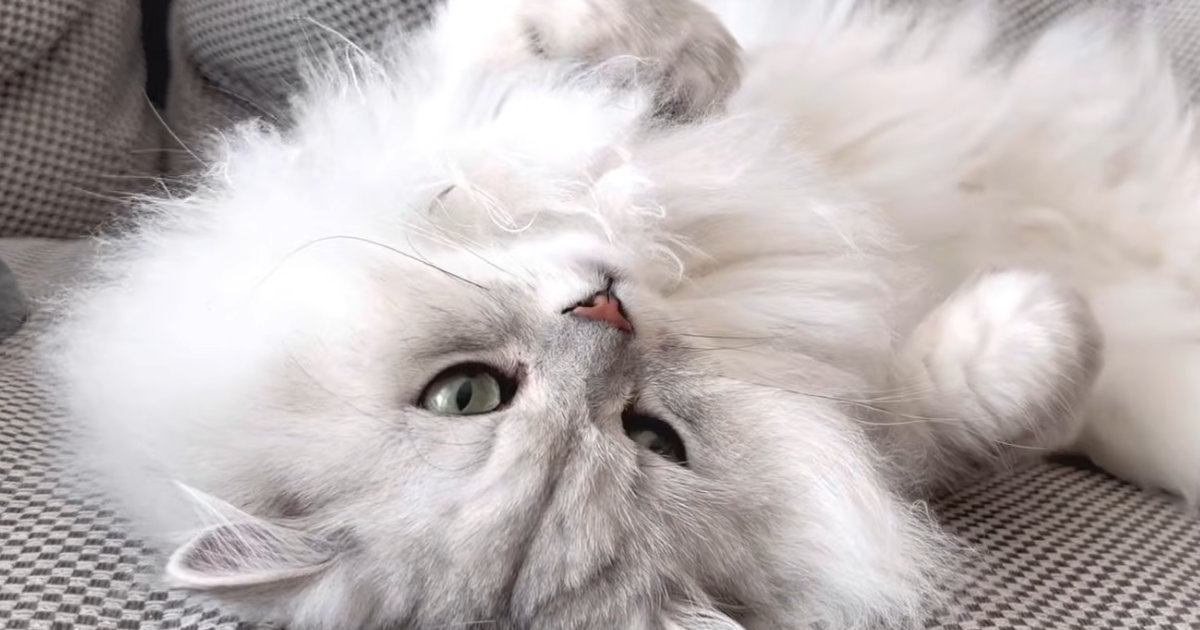 飼い主さんに思う存分甘えて満足した猫→眠りについた結果…思わず笑ってしまう『寝顔』に「可愛いなぁと思っていたらｗ」「すごい」と反響