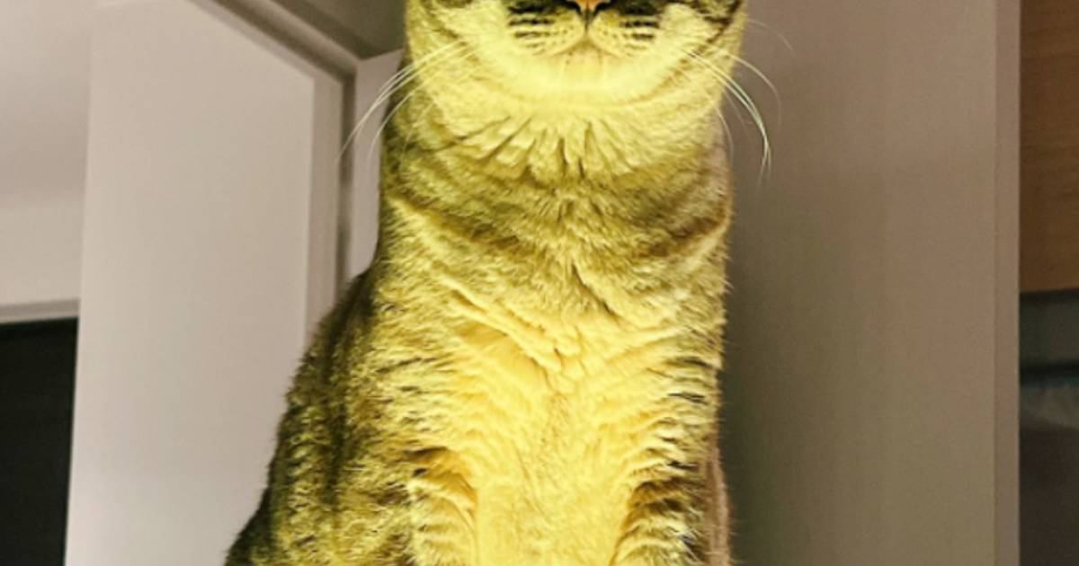 『ライトに照らされていた猫』→顔を見たら……思わず恐怖を感じる『ホラーな瞬間』に「夜中なら間違いなく声出るｗ」「超絶怖い」と反響