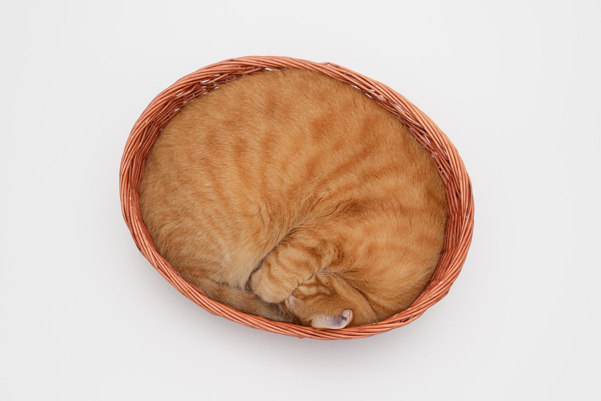 猫が『体を丸めて寝ている』ときの理由4選　よく見るニャンモナイトには色々な意味が！