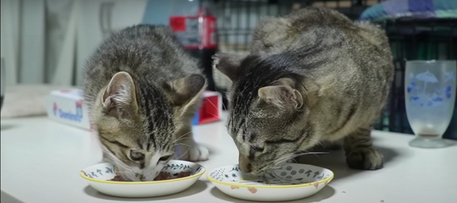 おやつタイム♪お残し待ちする優しい兄猫くん