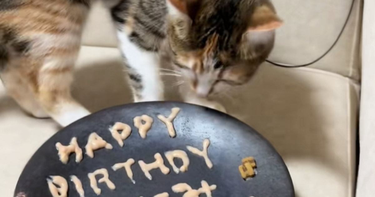 猫の誕生日に『バースデープレート』を用意した結果…涙が止まらない『予想外の光景』が90万再生「情報量多いｗｗ」「A忘れたからかな」