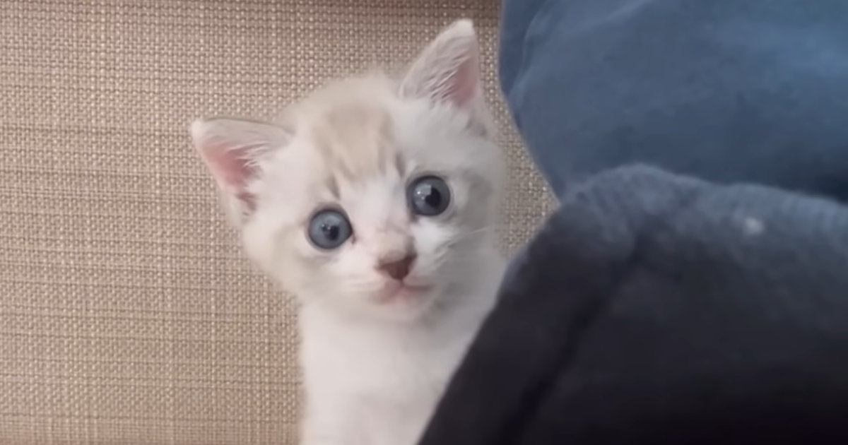 ごはんを完食した赤ちゃん猫に『おいしかった？』と聞いてみたら…まさかの『返事』に「可愛すぎて泣いた」「天才」と14万再生の反響