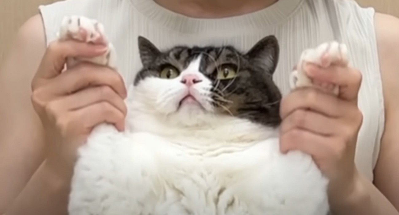 大嫌いな『爪切り』を察した猫→飼い主さんが近づいたら…思わずニヤける『必死な反応』が4万4000再生「小さな抵抗が可愛い」「頑張ったねｗ」